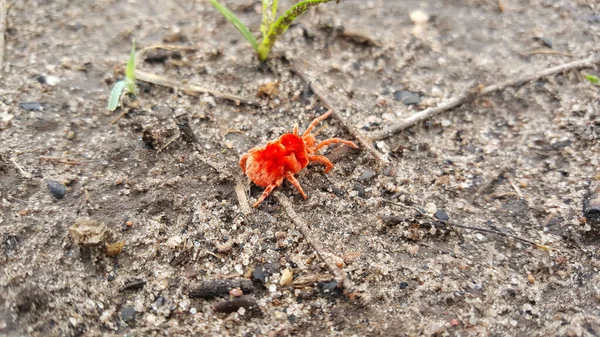 Bug Pluie Dans Parc Forestier Kahi Badi Gambie Afrique — Photo