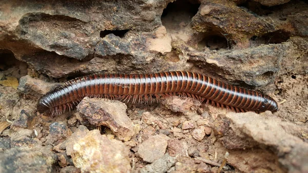 ทะเลทราย Millipede Kahi Badi Forest Park แกมเบ แอฟร — ภาพถ่ายสต็อก