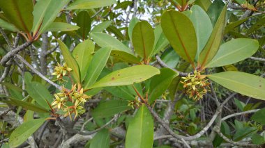 Kiang 'daki Mangrove Çiçekleri Batı Ulusal Parkı Gambiya, Afrika