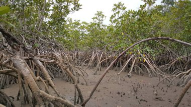 Kiang Batı Ulusal Parkı Gambiya, Afrika 'daki Mangrove ağaçları