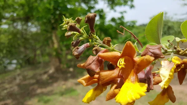 Orar Louva Deus Uma Flor Kiang West National Park Gâmbia — Fotografia de Stock