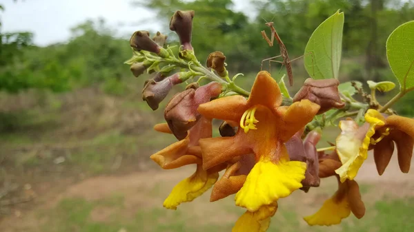 Orar Louva Deus Uma Flor Kiang West National Park Gâmbia — Fotografia de Stock