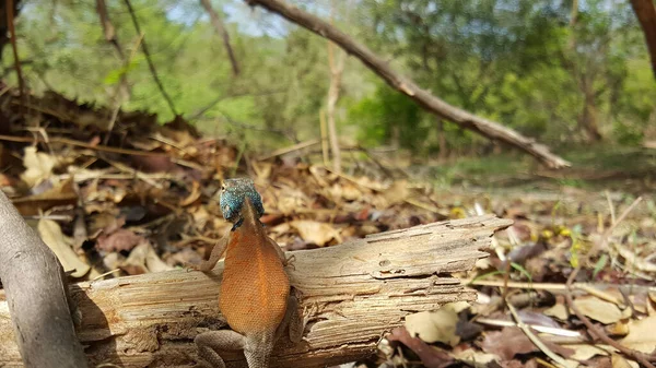 Agama Lucertola Tronco Albero Nella Foresta Nel Gambia — Foto Stock