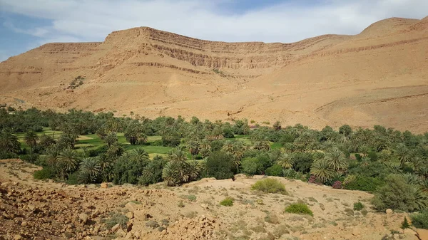 Palmeiras Deserto Marrocos — Fotografia de Stock