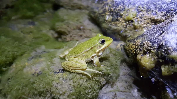 Squirrel tree frog in a river at Toubkal National Park in Morocco, Africa
