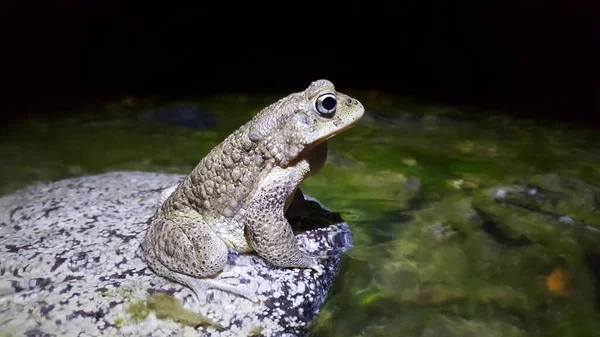 Crapaud Bufo Sur Rocher Parc National Toubkal Maroc Afrique — Photo