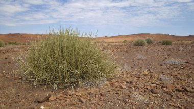 Namibya 'da Palmwag Doğa Koruma Alanı