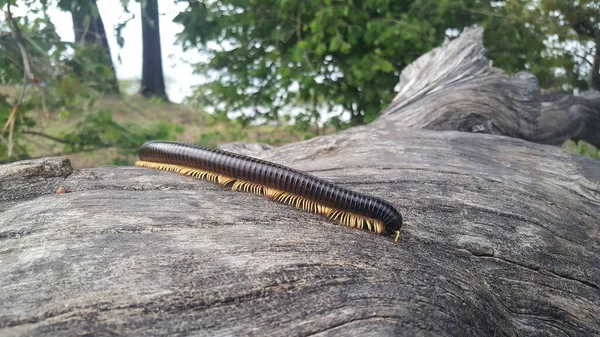 Giant African Millipede Mudumu National Park Namibie — Stock fotografie