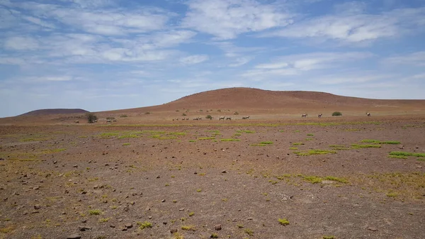 Landschap Het Natuurgebied Palmwag Namibië — Stockfoto