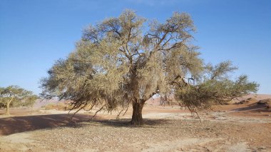 Namibya 'daki Sossusvlei' de yaşlı ağaçlar