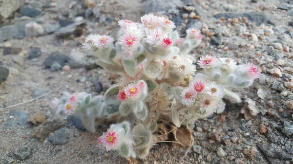 Blommor Namib Öknen Namibia — Stockfoto
