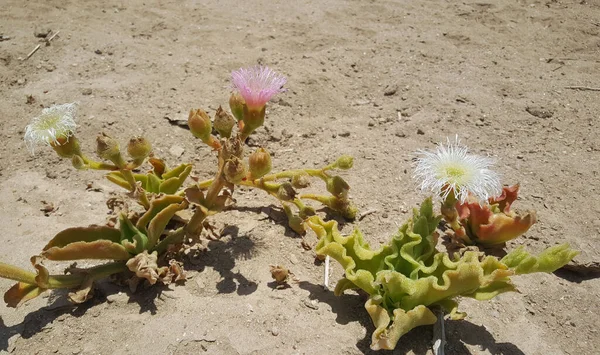 Flores Deserto Namíbia — Fotografia de Stock