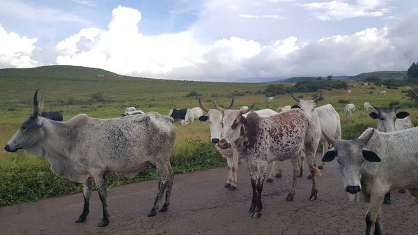 尼日利亚Mambila高原公路上的牛 — 图库照片