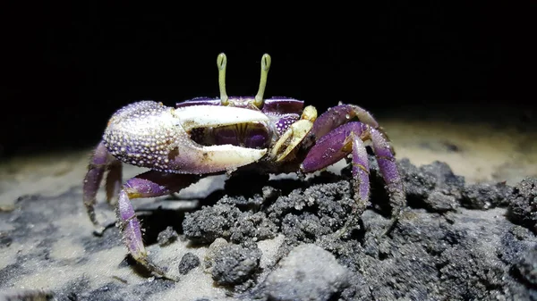 Gece vakti Senegal 'deki Bolon Mansarinko' da kemancı yengeci
