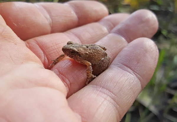 Tiny Frog Hand Fazao Malfakassa National Park Togo — Stock Photo, Image
