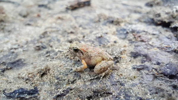 Petite Grenouille Dans Parc National Fazao Malfakassa Togo — Photo