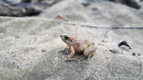 Grenouille Dans Parc National Fazao Malfakassa Togo — Photo