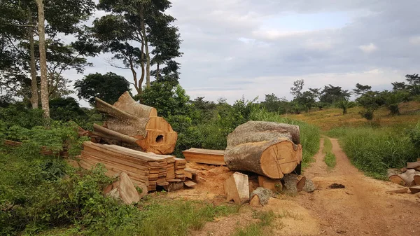 Cortar Árboles Alrededor Del Monte Kloto Togo — Foto de Stock