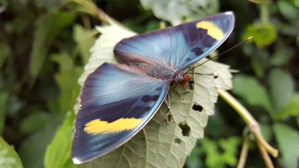 Pillangó Kloto Hegy Körül Togóban — Stock Fotó