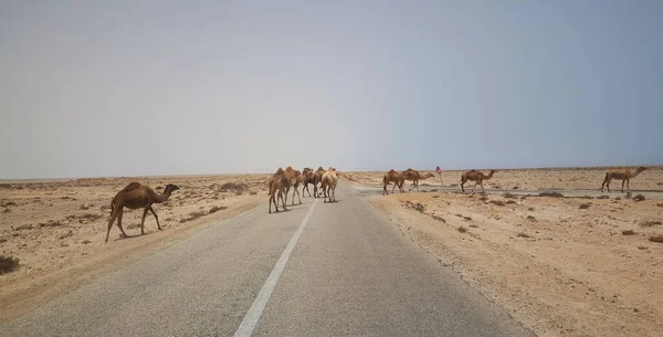 Camels at Sahara highway in Western Sahara, Africa