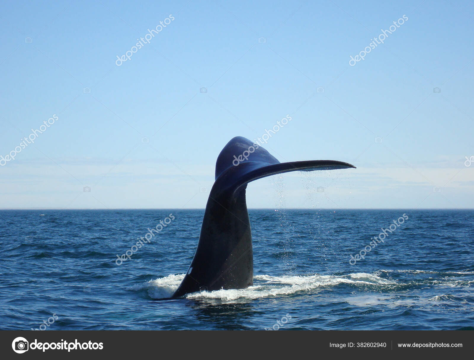 クジラ写真素材 ロイヤリティフリークジラ画像 Depositphotos
