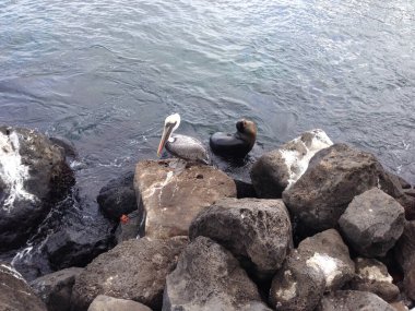 San Cristobal Galapagos Adaları 'ndaki kayalıklarda pelikan ve fok balığı.