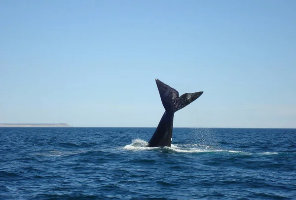 Tale Humpback Whale Argentina — Stock Photo, Image