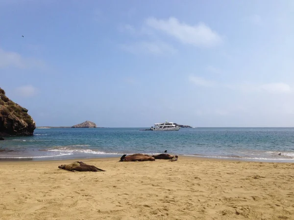 Seals Beach Punta Pitt San Cristobal Galapagos Islands Ecuador — Stock Photo, Image