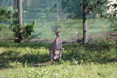Mission Beach Avustralya 'da bebeğiyle Wallaby annesi.