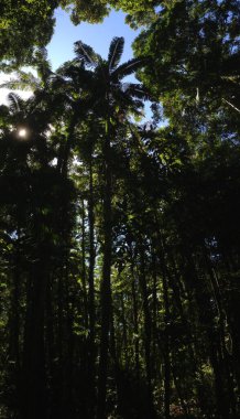 Avustralya 'daki Noosa Ulusal Parkı' ndaki orman
