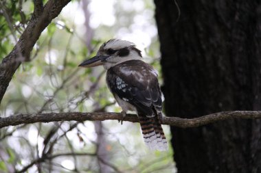 Brisban parkında yalıçapkını