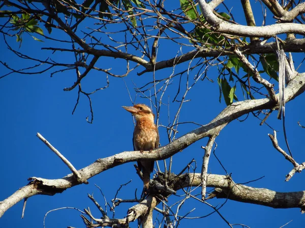 Kookaburra Assis Dans Arbre Mission Beach Queensland Australie — Photo