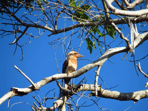 Kookaburra坐在澳大利亚昆士兰州Mission Beach的一棵树上 — 图库照片