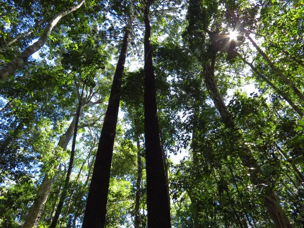 Luz Sol Brilhando Através Das Árvores Floresta Noosa National Park — Fotografia de Stock