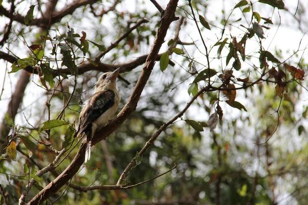 布里斯班公园的Kookaburra — 图库照片