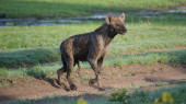 Gefleckte Hyäne läuft umher