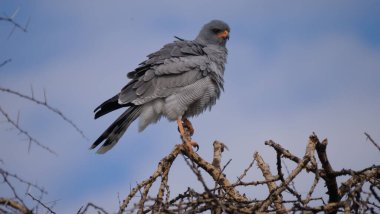 Botswana 'daki Merkez Kalahari Oyun Rezervi' nde şarkı söyleyen soluk benizli şahin.