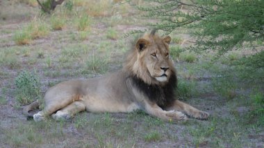 Botswana 'daki Merkez Kalahari Oyun Rezervinde Erkek Aslan