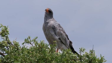 Botswana 'daki Merkez Kalahari Oyun Rezervi' nde ağaçta şarkı söyleyen solgun bir atmaca.
