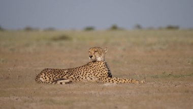 Botswana 'daki Merkez Kalahari oyun parkının ovasında dinlenen çita.