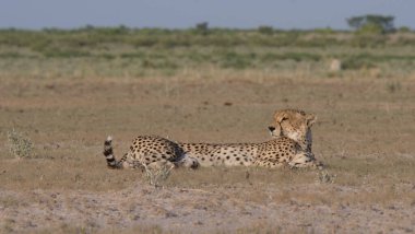 Botswana 'daki Merkez Kalahari oyun parkının ovasında dinlenen çita.