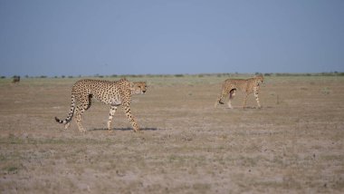 Botsvana 'daki Merkez Kalahari oyun parkında avlanan çitalı çift.