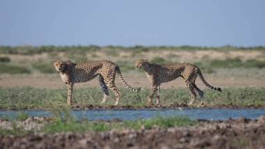 Botswana 'daki Merkez Kalahari Oyun Rezervi' ndeki bir su birikintisinin etrafında iki çita.