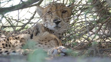 Botswana 'daki Merkez Kalahari Oyun Rezervi' nde çalıların altında dinlenirken çita kapanıyor.