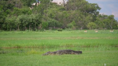 Timsah nehir kenarındaki çimlerde yatıyor.