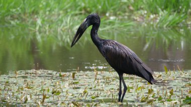 Ağaç gövdesinde Afrika açılış faturası