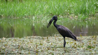 Bir gölde duran Afrika açılış tasarısı