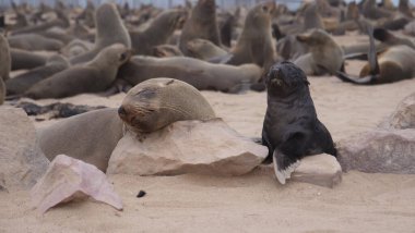 Anne deniz aslanı ve yavrusu Namibya 'daki Cape Cross Seal Reserve' de.