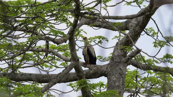 Buitre Nuez Palma Reserva Namibe Angola — Foto de Stock