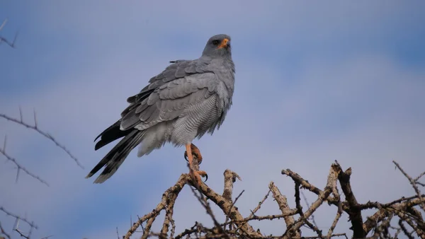 Pale Chanting Goshawk Central Kalahari Game Reserve Botswana — Stock Photo, Image